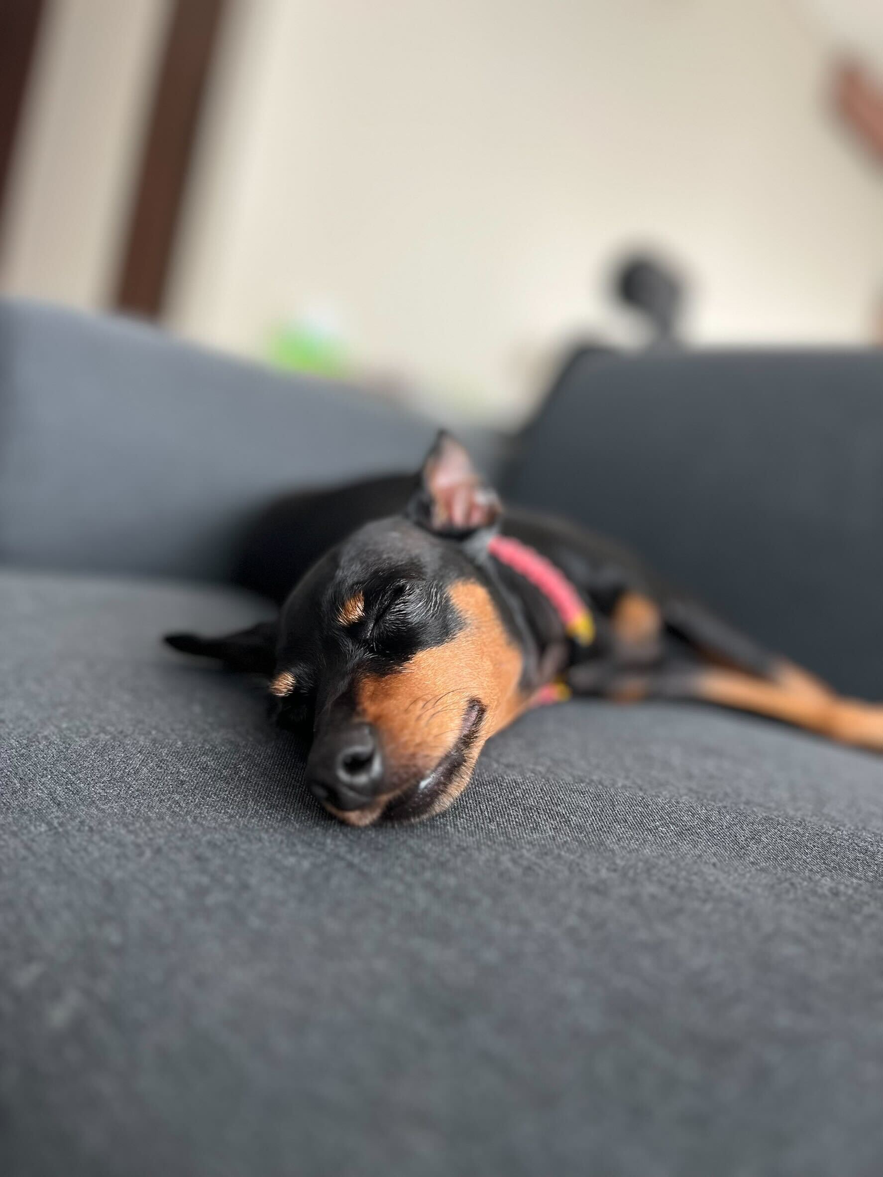 Hemos exportado un pinscher miniatura de Japón a Indonesia