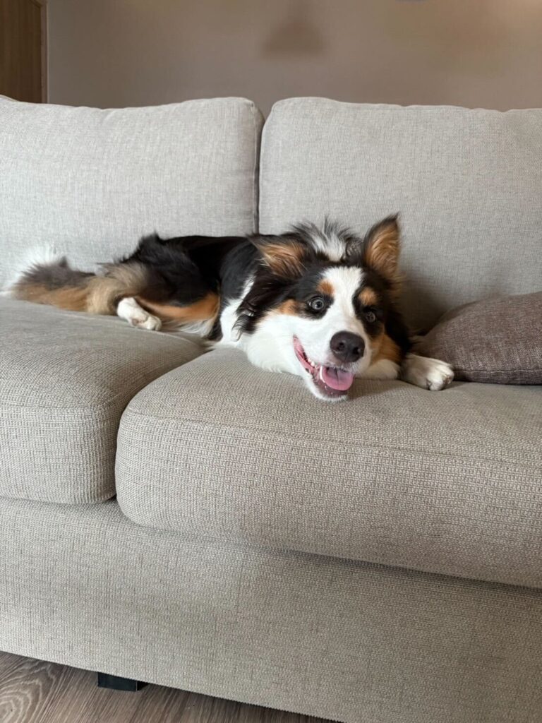 Exported my dog (Border Collie) to Thailand