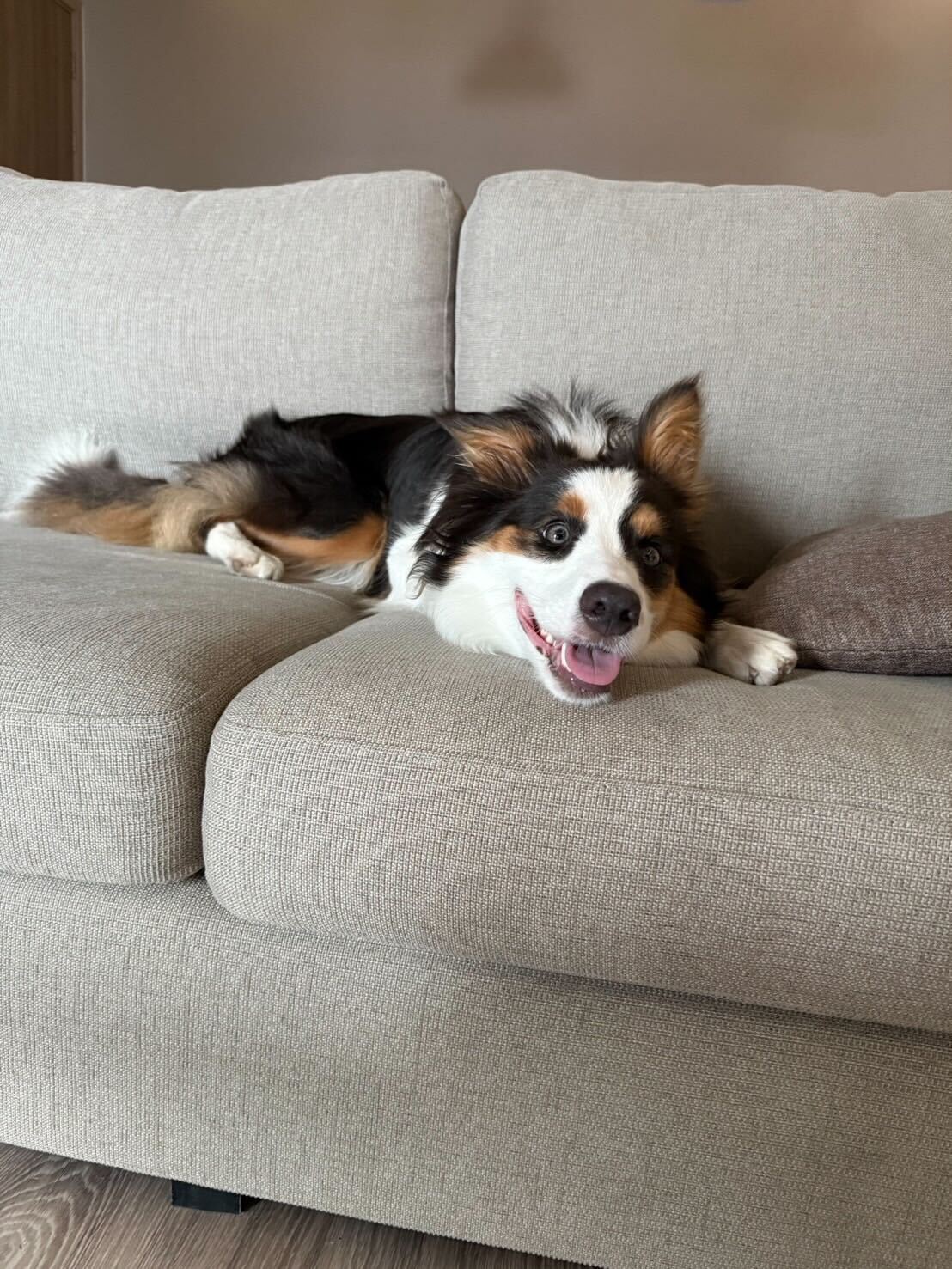 He exportado a Tailandia a mi perrito (un border collie)