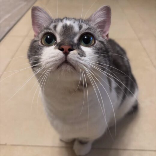 ドバイへ愛猫ちゃん(マンチカン)を輸出しました - ペットの海外渡航