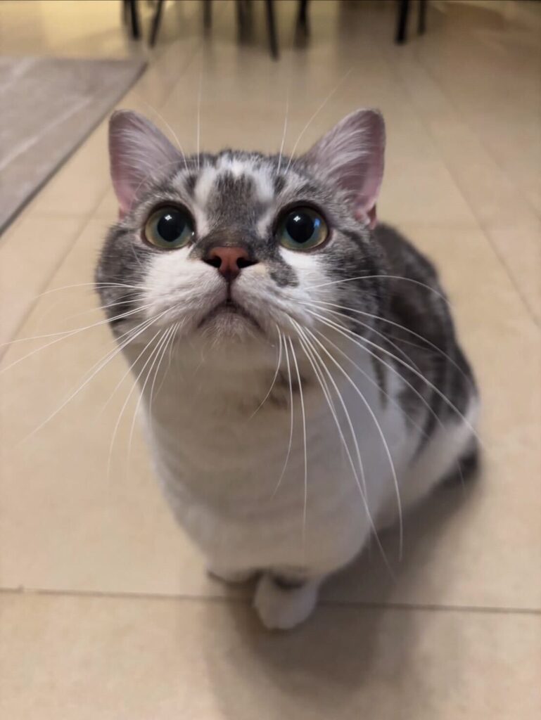Exported my cat (Munchkin) to Dubai!