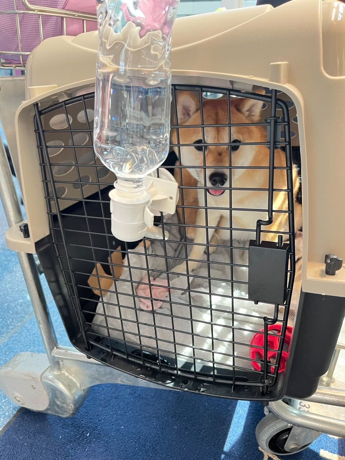 He exportado a mi perrito (un shiba inu) de Japón a la India (Delhi)