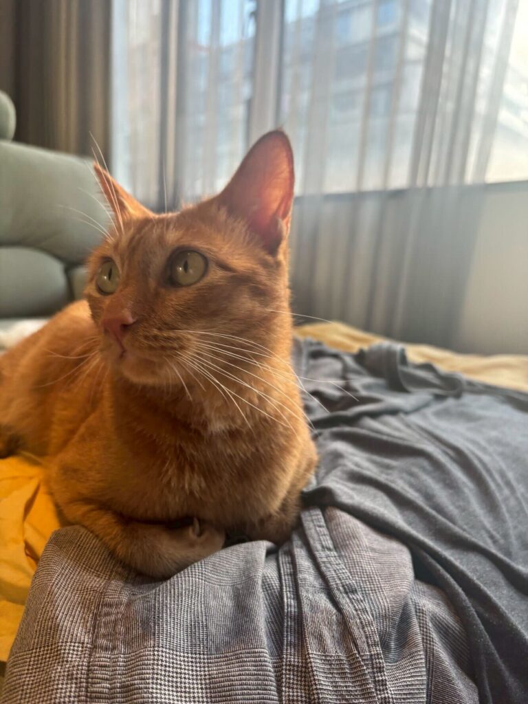 We exported our beloved cat from Japan to Hong Kong.