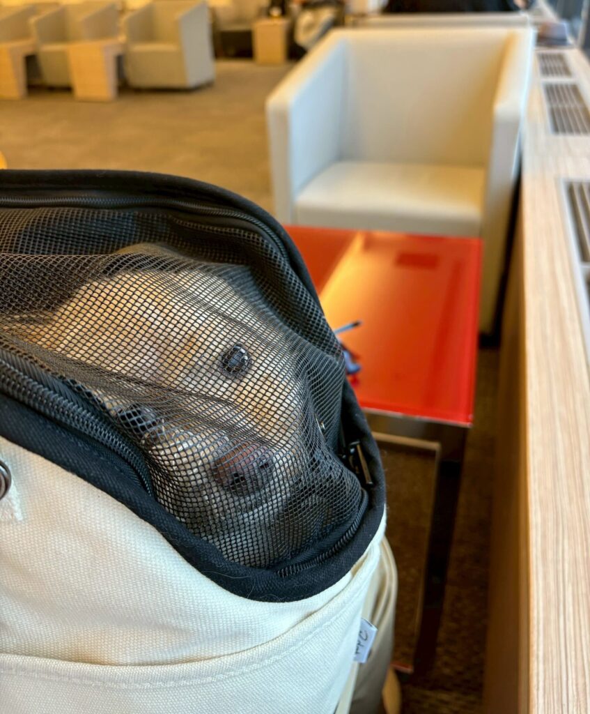 Example of pet transportation of MIX dog (Maltese & Toy Poodle) from Japan to Thailand (Bangkok) via Korea (by A.Y.)