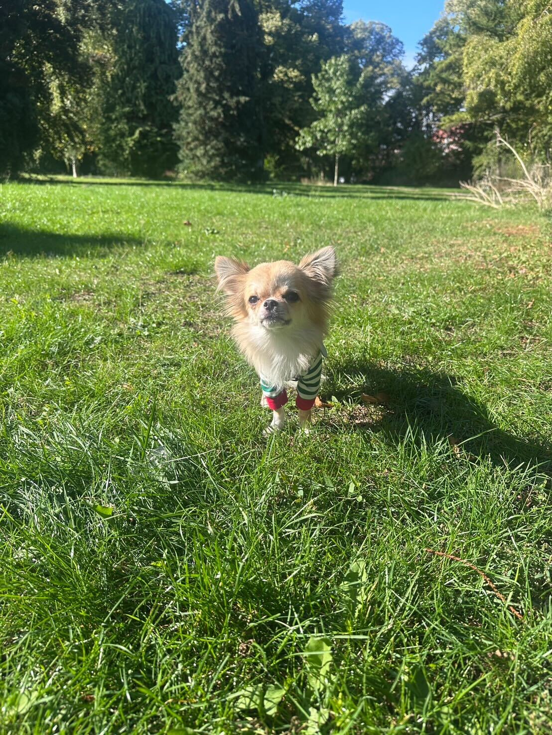 De Japón a Dinamarca con mi perro (chihuahua) | Caso práctico de transporte (Sr. T.R.) | Expatriación/Emigración