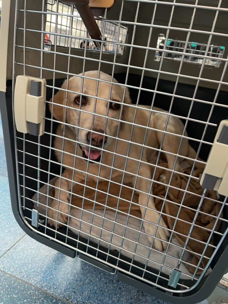 Traveling from Japan to Singapore with My Dog (a Labrador Retriever)