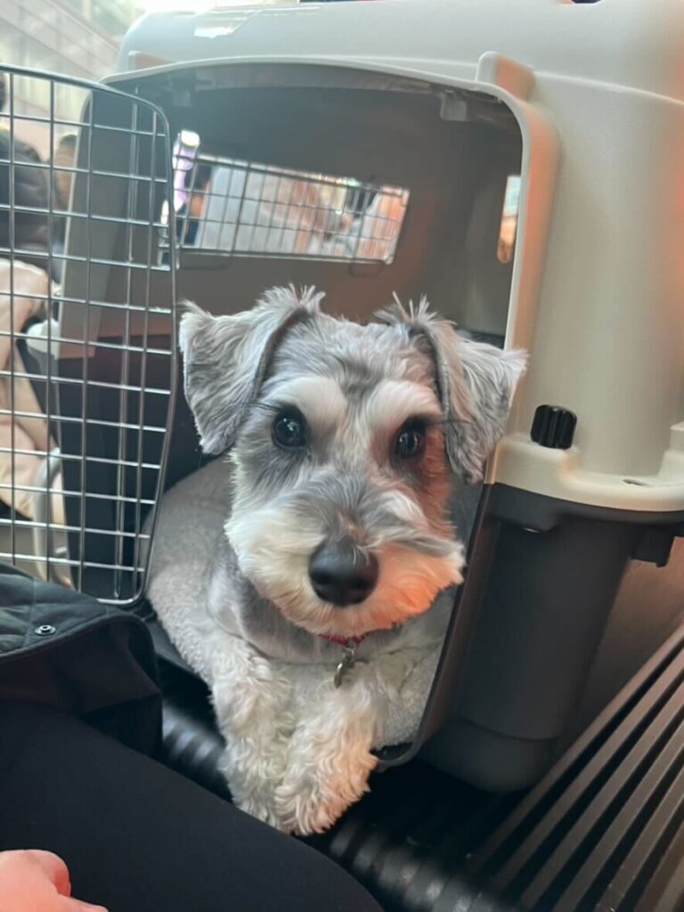 Traveling from Japan to Bangkok with My Dog (a Miniature Schnauzer)