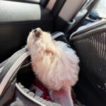 メキシコ移住のための移動中、車内のキャリーバッグから顔を出し、日差しを浴びながらリラックスしているトイ・プードル