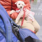空港の出発ロビーにて、オレンジ色のダウンジャケットを着た飼い主様に抱っこされているトイ・プードル。イチゴ柄のスタイを着用。PetAir JPNのお客様のメキシコ渡航事例
