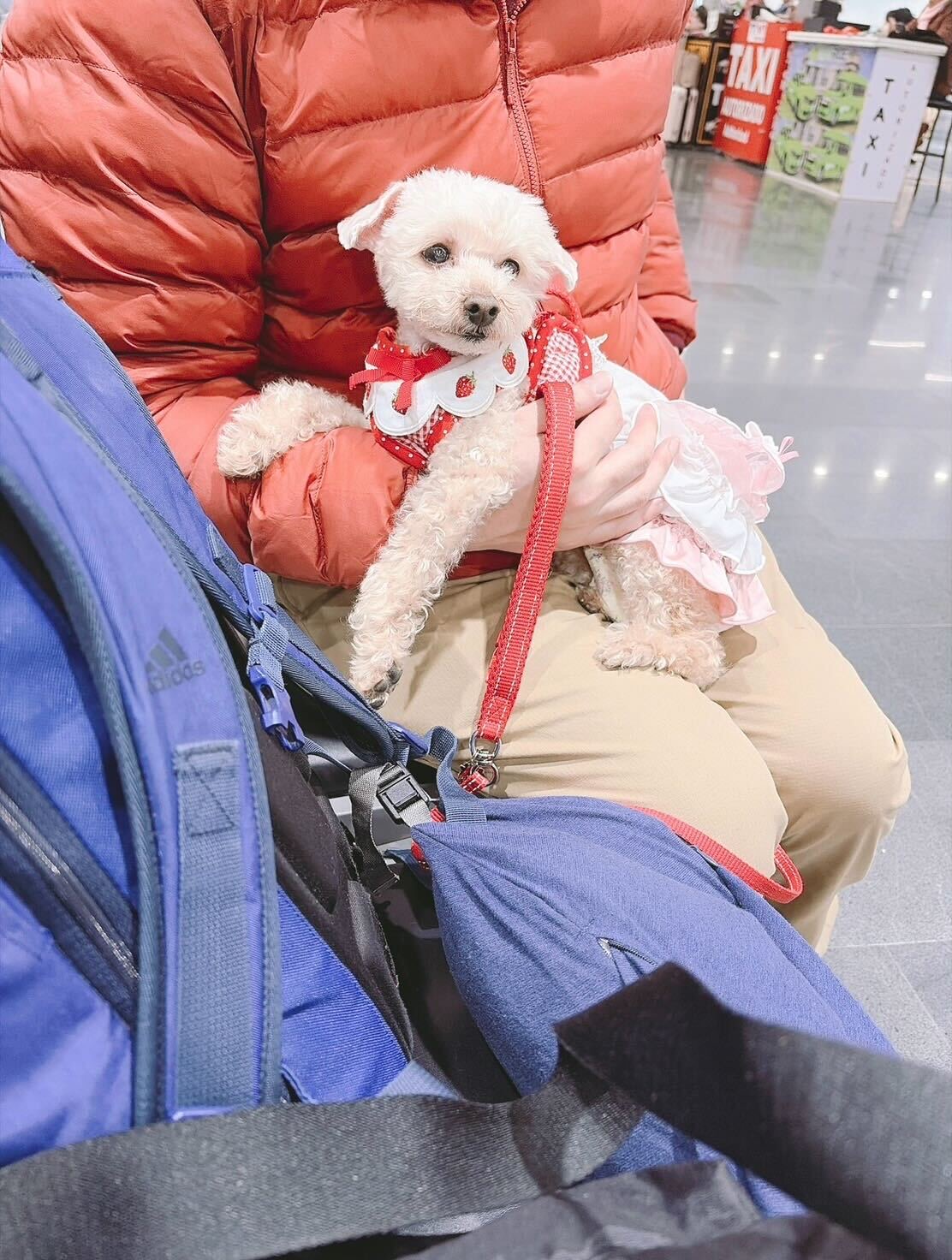 De Japón a México con mi perro (caniche toy) | Caso práctico de transporte (Sr. A.T.) | PetAir | Emigración