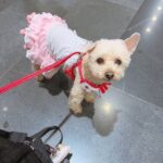 空港の床に立っている、ピンクと白のフリル付きワンピースを着たクリーム色のトイ・プードル。メキシコ移住の出発当日の様子