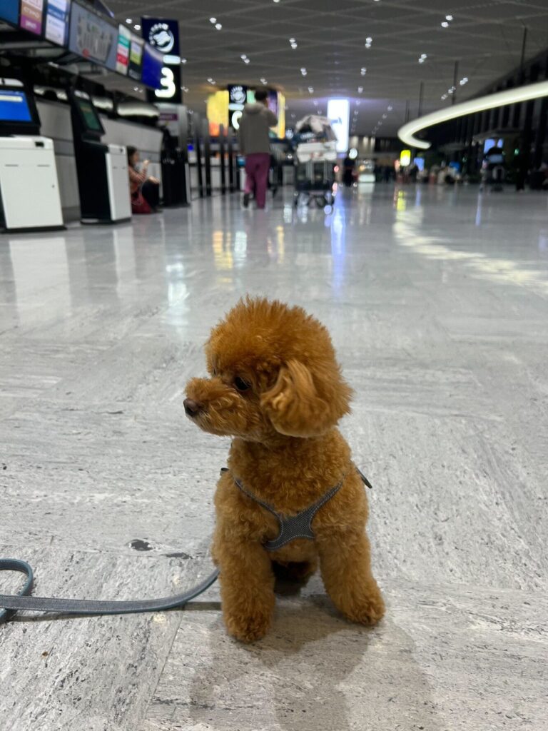 From Tokyo to Dubai with My Dog (a Toy Poodle)