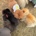 多頭での海外移住を控えた小型犬たちが、出発前のリフレッシュとして芝生の上で交流し、リラックスしている様子