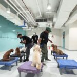 海外渡航や長距離移動に向けた社会化トレーニングの一環として、室内ドッグ施設でステーション待機の練習をするトイプードルやダックスフンド