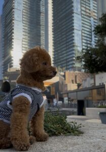 海外移住やペット輸送の準備中、都会の高層ビル群をバックに座る茶色のトイプードル。