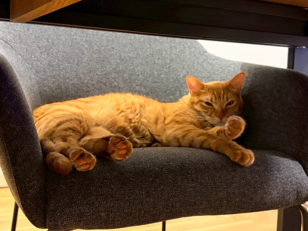 Moving with My Two Beloved Cats (DSH—Domestic Shorthair) from Japan to Germany
