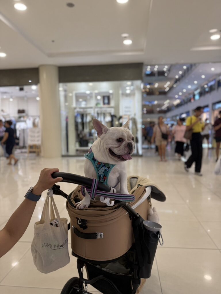Traveling from Japan to the Philippines with My Dog (a French Bulldog)