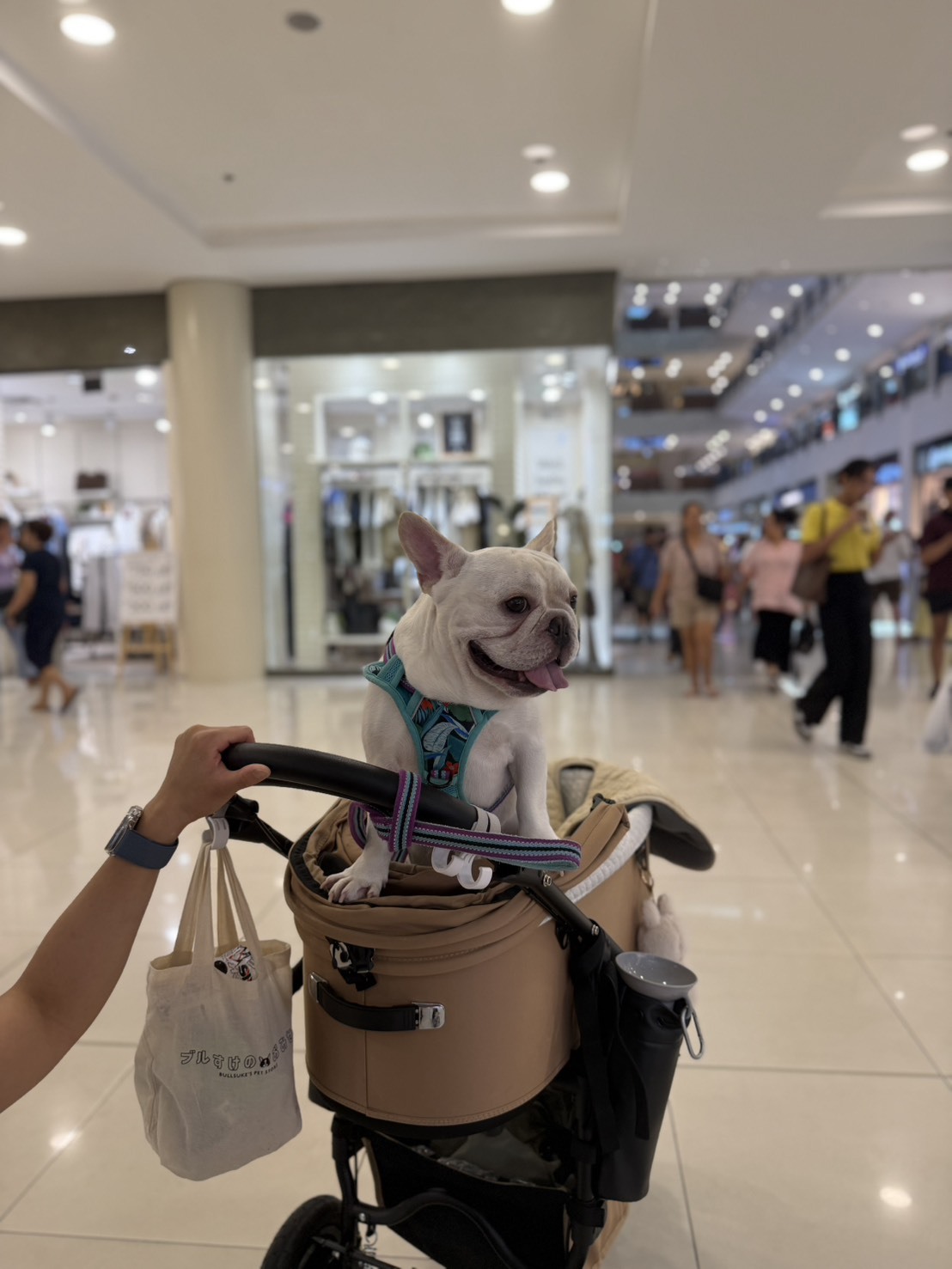 Moving from Japan to the Philippines with My Dog (a French Bulldog) | Transport Case Study (Mr./Ms. L.F.) | Relocation