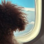 PetAirのペット国際輸送サービスを利用し、飛行機の機内から窓の外の景色を眺めるトイプードル。機窓からは青空と翼が見える。