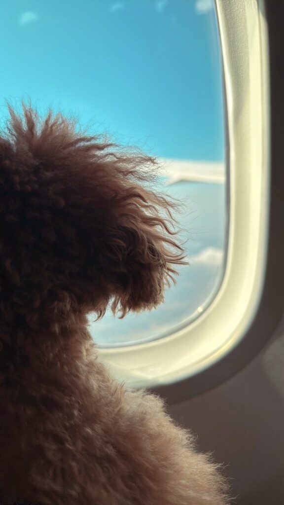 Traveling from Japan to Dubai with My Dog (a Toy Poodle)