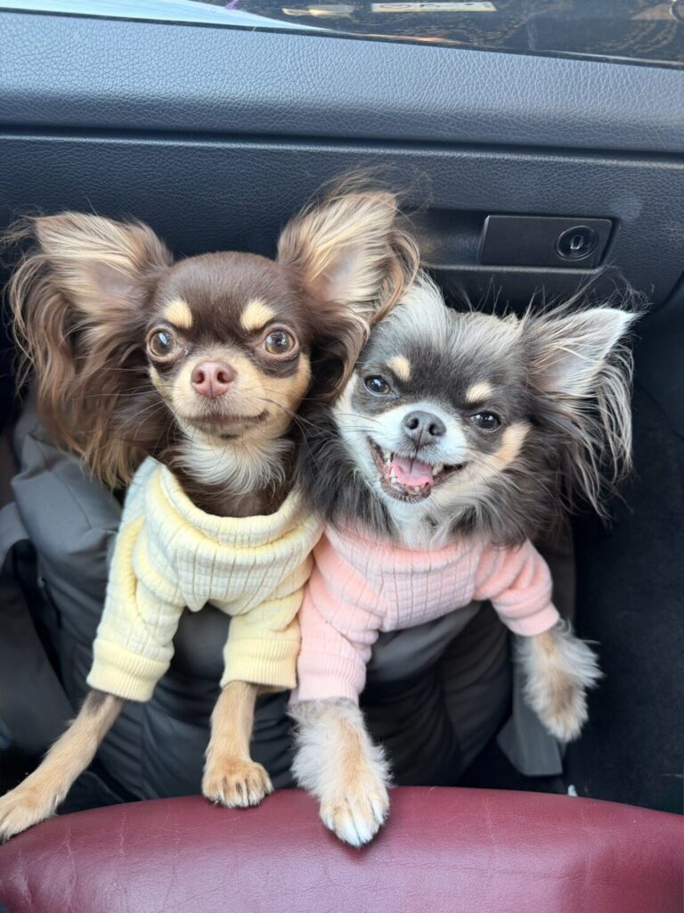 Moving from Japan to the U.S. with My Dog (a Chihuahua)