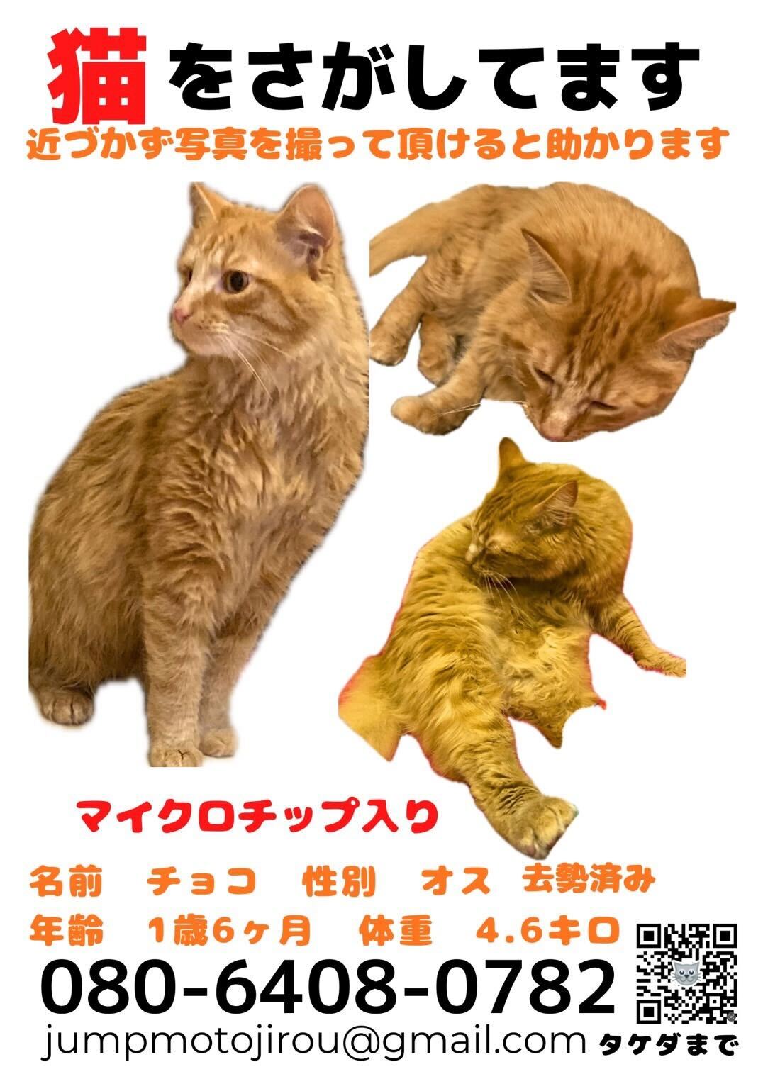 走失猫 Choco (CHOCO) 的海报。