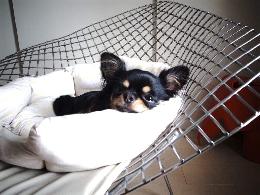 Chachamaru (a Chihuahua-Poodle mix) and the Trip from Japan to Thailand