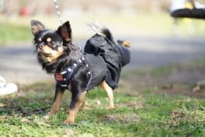 チワプー茶々丸くん・フライト中