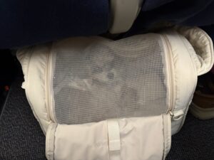 チワワとろちゃん・機内キャリーバッグでフライト中
