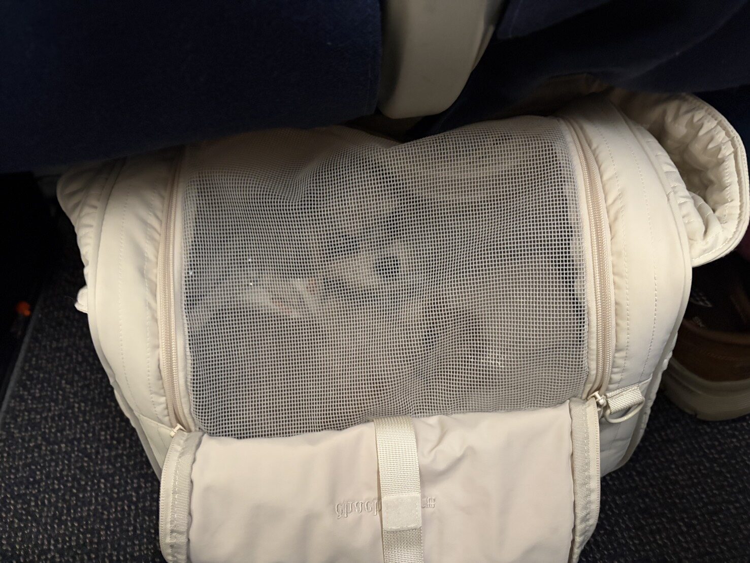 Chihuahua Tolo entspannt sich während eines Fluges von Japan in die Tschechische Republik in ihrem Handgepäck.
