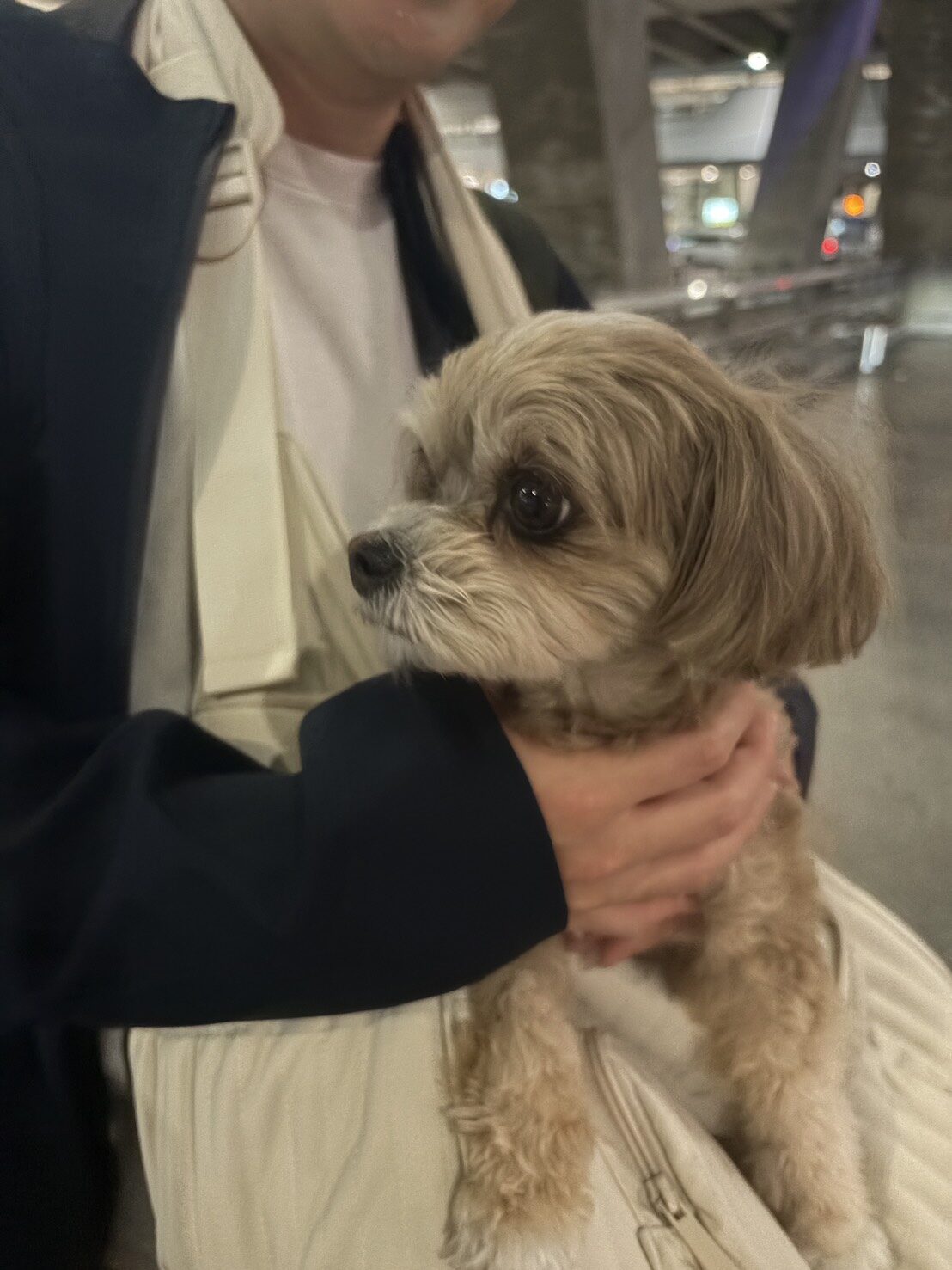 Chihuahua Toro auf dem Flughafen bei der Abreise aus Japan, wo er auf seine Reise in die Tschechische Republik wartet.