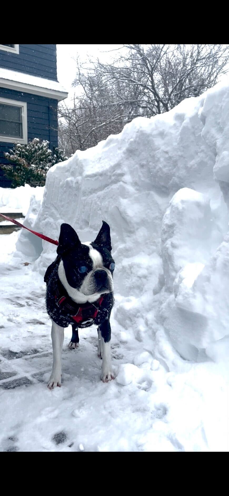 アメリカへの移住を成功させ、雪深いお宅の前で凛々しく佇むボストンテリアのMOJOちゃん（O.A.様）。