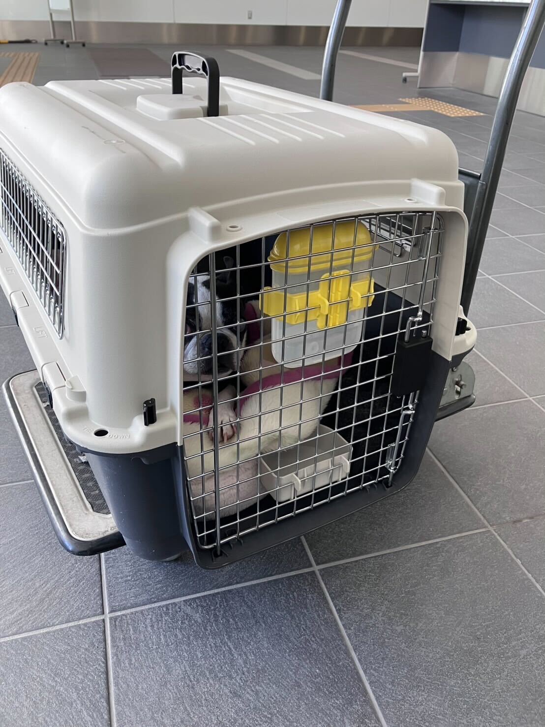 出発前、空港ロビーでクレートに入って静かに待機するボストンテリアのMOJOちゃん。給水ボトルや毛布で快適に過ごせる準備が整っています。