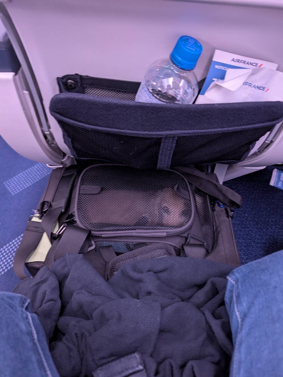 日本からイギリスへのフライト中、機内座席下のキャリーで過ごすミニチュアダックスフンドのひなたちゃん
