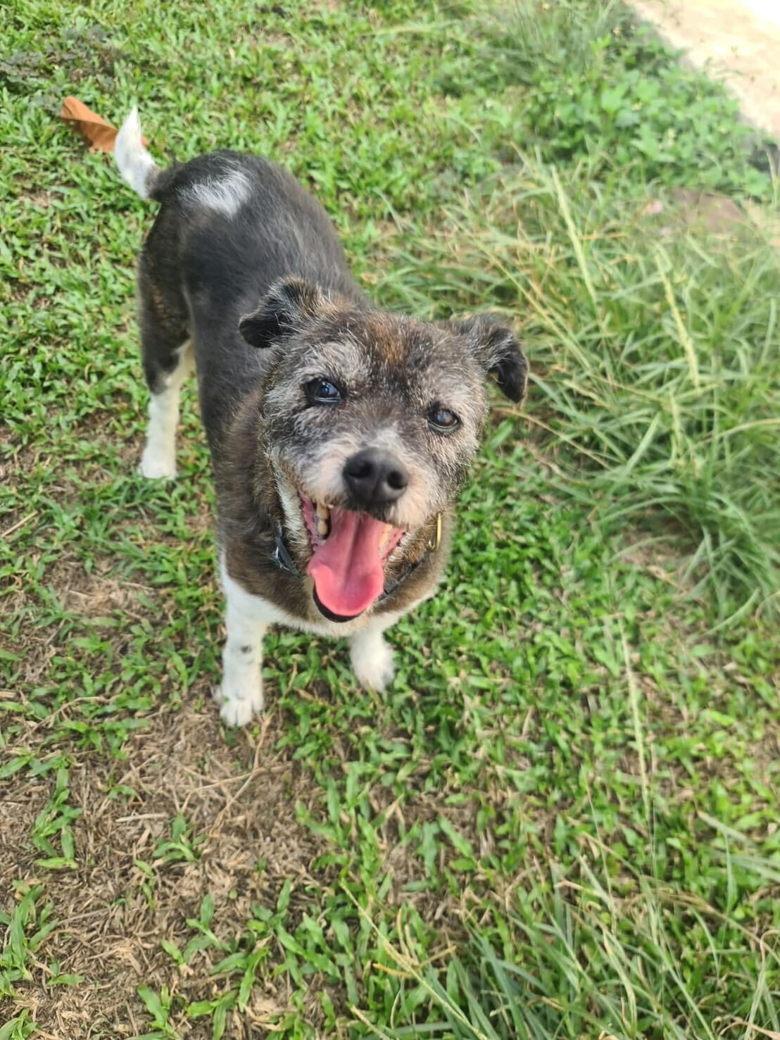 シンガポール到着後、屋外の青草の上で満面の笑顔を見せるRAINBOWちゃん(ミックス犬・S.I.様)。