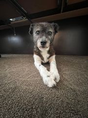 シンガポールの新居で、前足を伸ばしてくつろぐミックス犬のRAINBOWちゃん