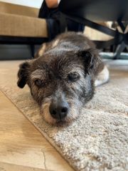シンガポールの自宅でリラックスして横たわるミックス犬のRAINBOWちゃん