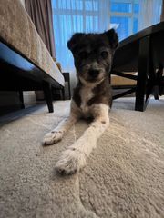 シンガポールの新居で凛と座るミックス犬のRAINBOWちゃん