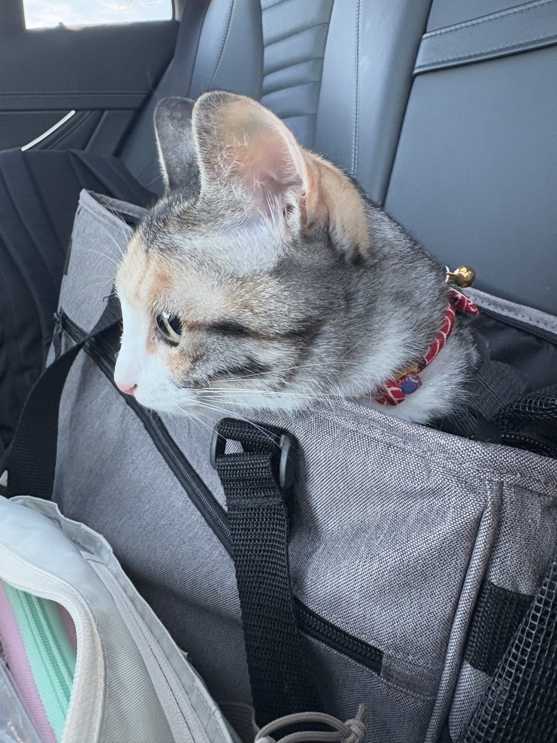 移動中のキャリーバッグから外をながめる三毛の短毛猫なつめちゃん(日本→イギリス移住)