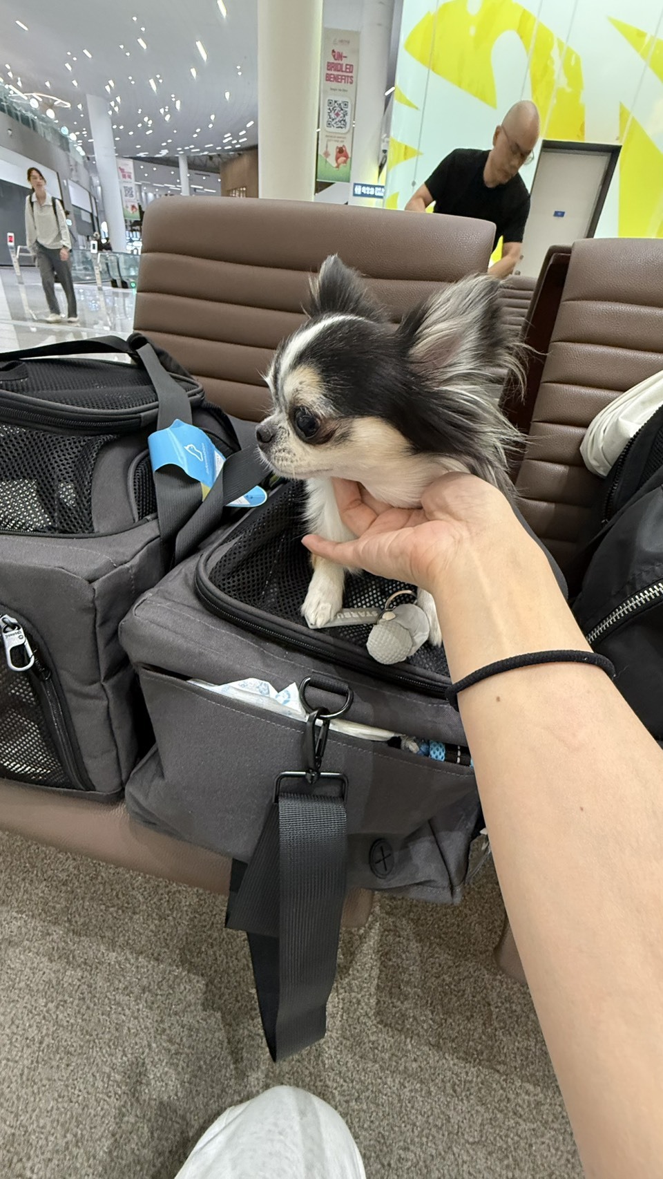 出発前の空港でキャリーから顔を出すロングコートチワワのBEAくん(日本→シンガポール移住)