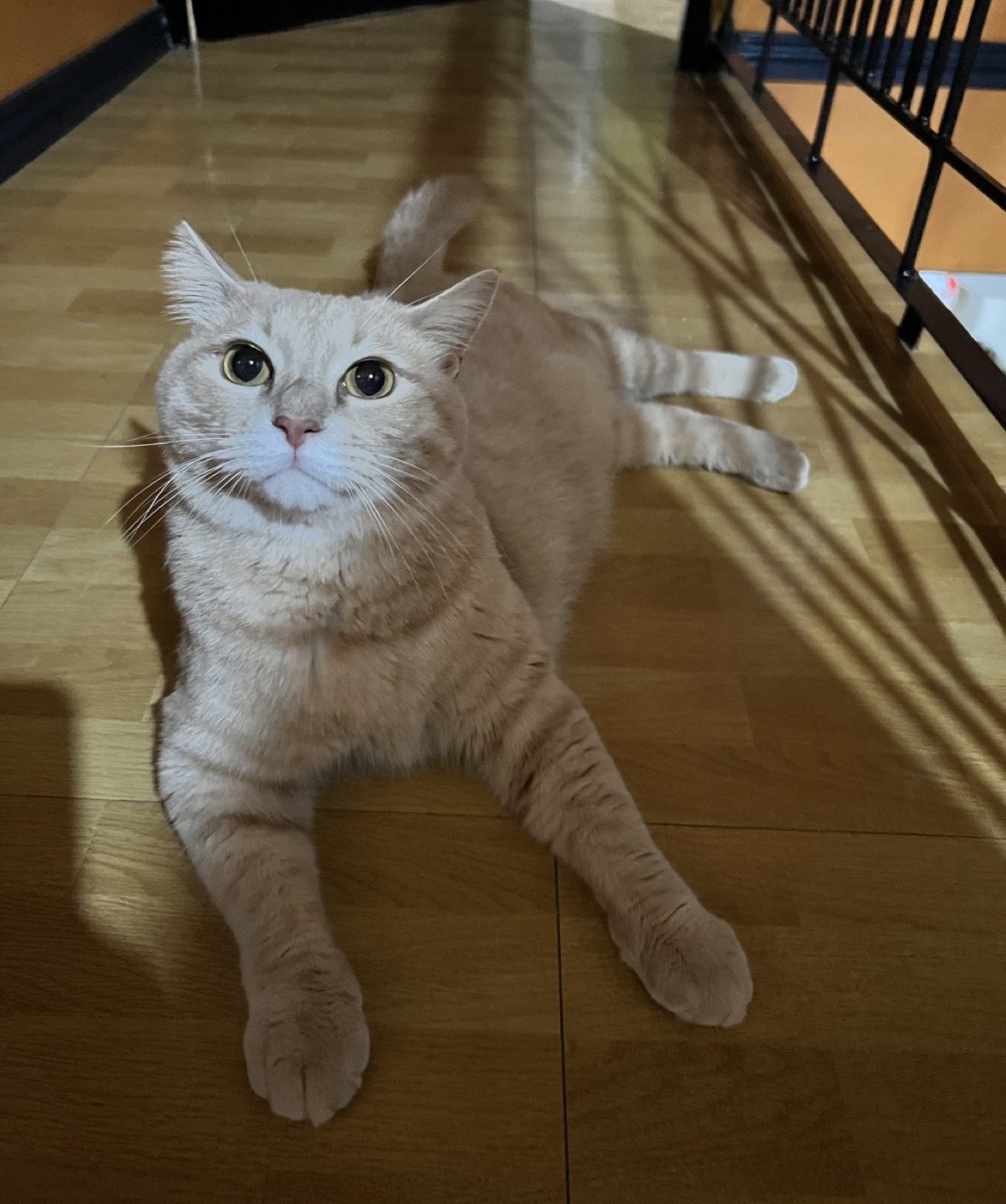 新しい住まいの床に足を伸ばしてくつろぐ短毛猫のMOMOちゃん（日本→フィリピン移住）