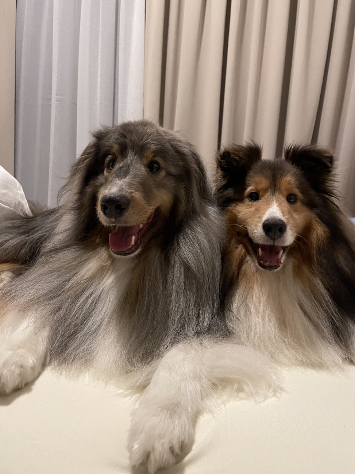 寄り添ってくつろぐシェルティのLUCKYくんとPEACEくん(日本→シンガポール移住)