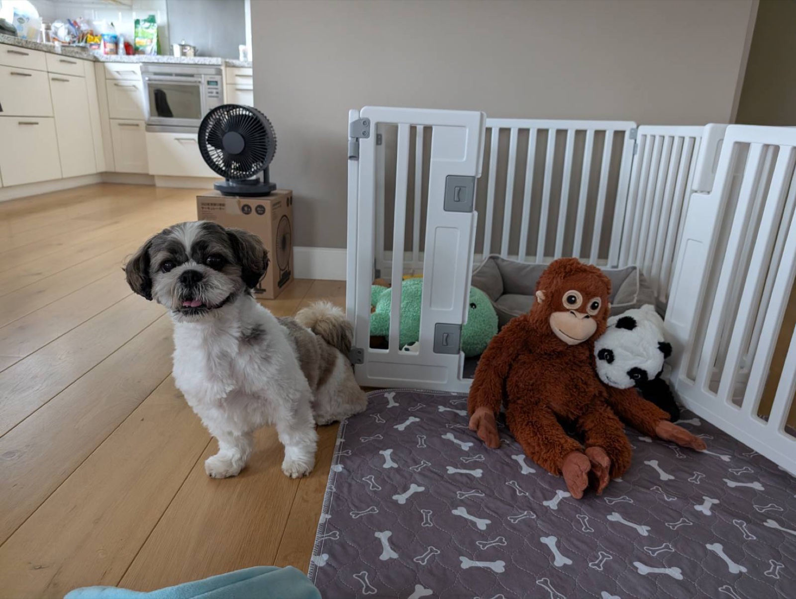 オランダの新居でおもちゃのそばにおすわりする愛犬のGINJIROくん(日本→オランダ移住)