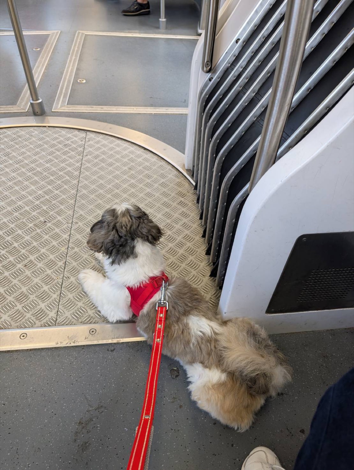 赤いハーネスでお出かけ中の愛犬GINJIROくん(日本→オランダ移住)