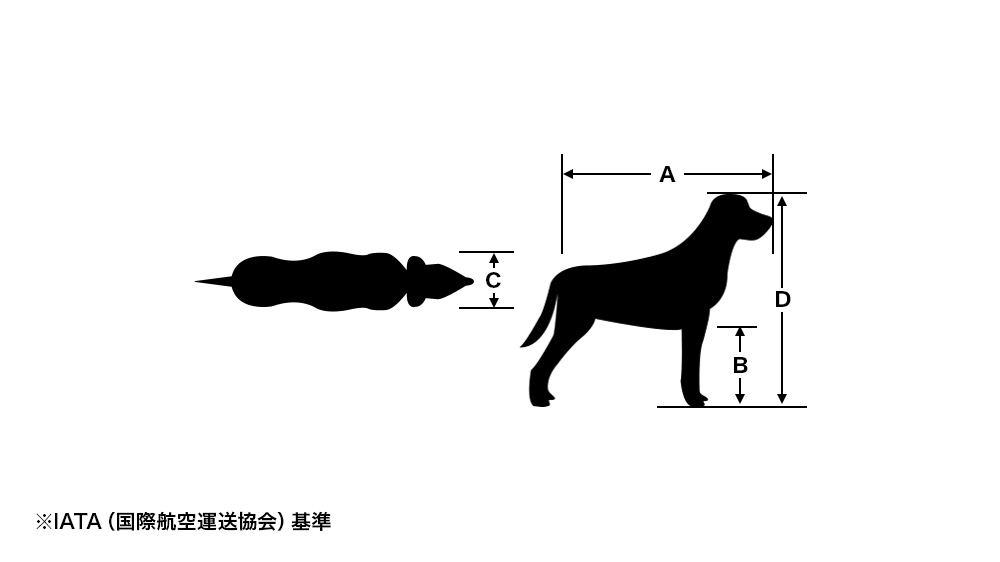 Illustrierte Anleitung zur Vermessung von Hunden: Messpunkte für Körperlänge A, Beinlänge B, Körperbreite C und Körperhöhe D (gemäß den Standards der IATA, International Air Transport Association)