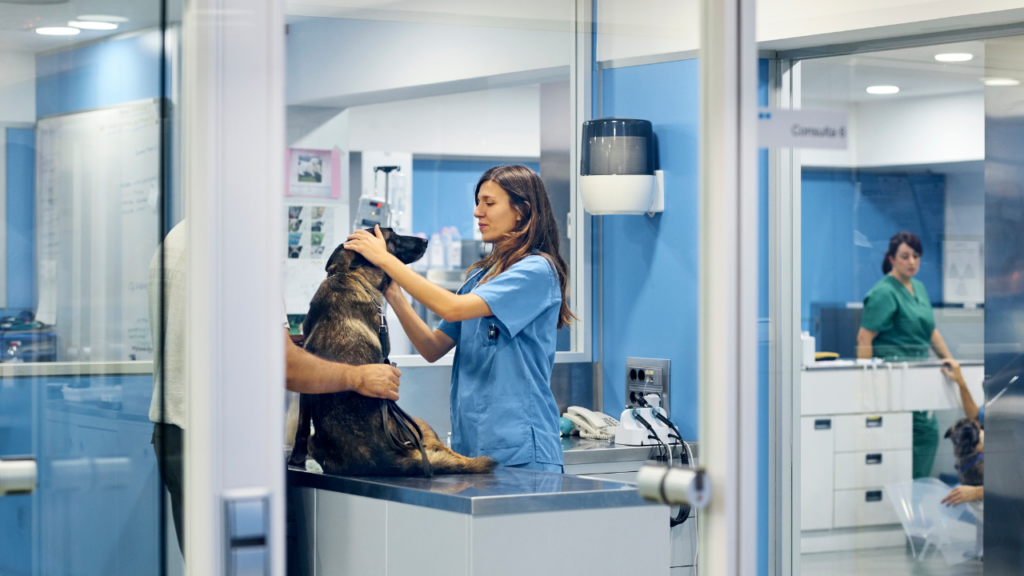 Cão sendo examinado em uma clínica veterinária